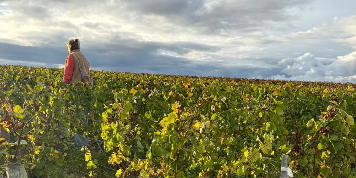 Wijngaard in de herfst onder een wolkenlucht